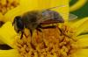 Eristalis tenax
